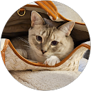 Donna King profile picture